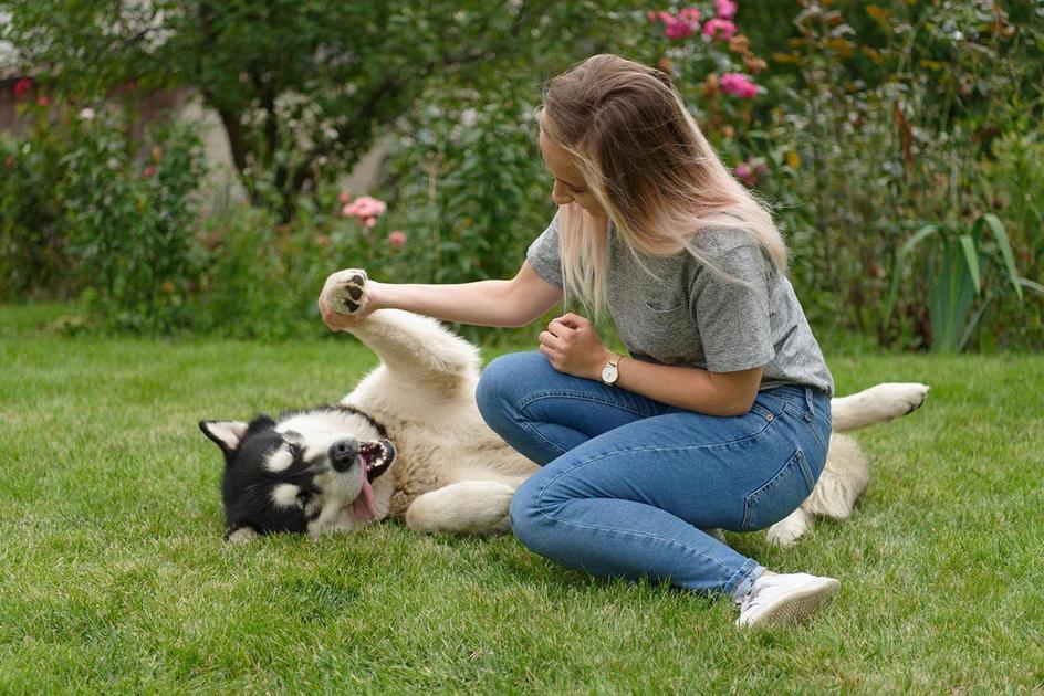 Técnicas de Reforço Positivo no Adestramento de Cães