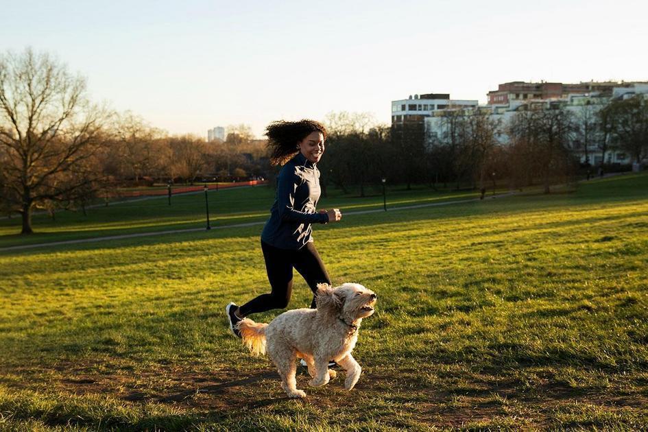 Tratamentos Disponíveis para Apendicite Canina Tratamentos Disponíveis para Apendicite Canina