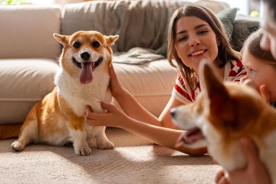 Treinamento Básico para Cachorros Pequenos e Comportamento Canino Treinamento Básico para Cachorros Pequenos e Comportamento Canino
