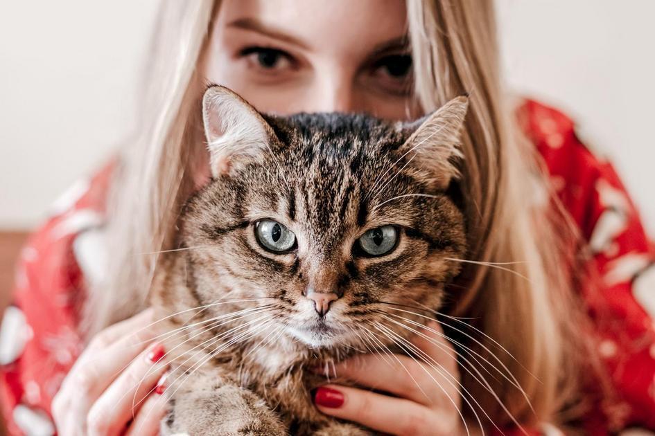 Mantenha seu gato ativo e feliz com uma torre para escalar Mantenha seu gato ativo e feliz com uma torre para escalar