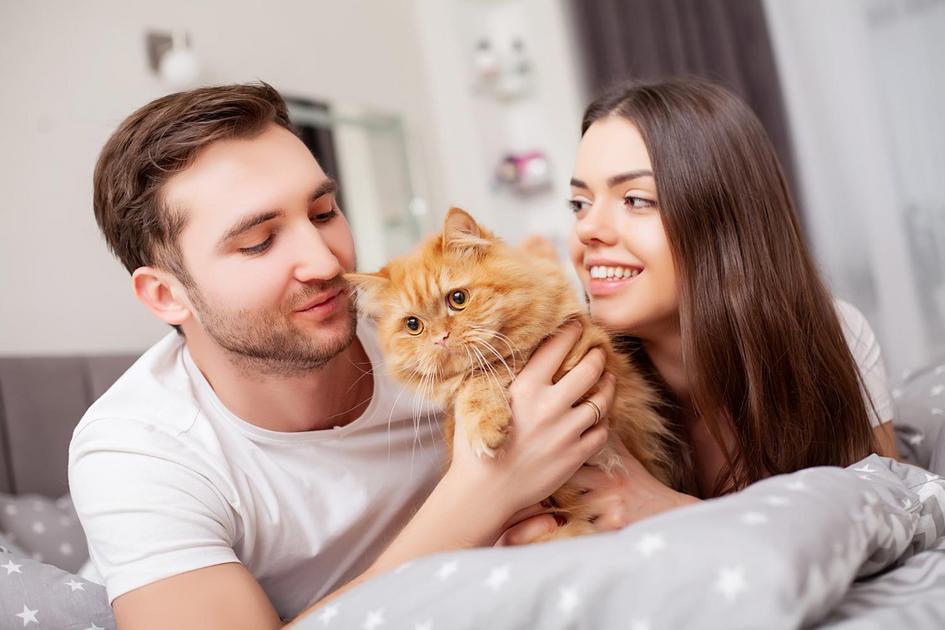 A Influência dos Gatos na Dinâmica Familiar A Influência dos Gatos na Dinâmica Familiar