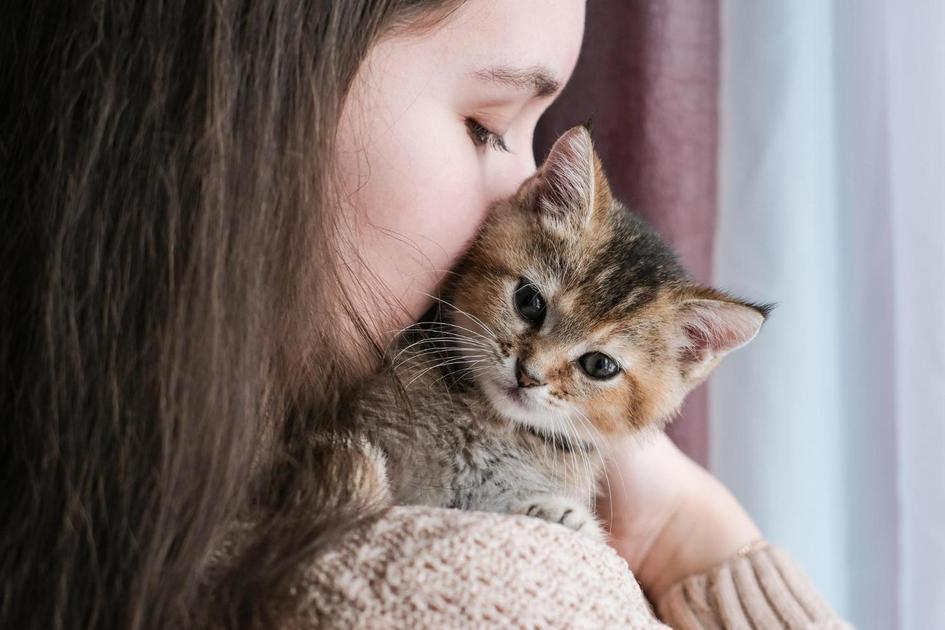 A Inteligência Felina: O Gato e Seu Mundo Perceptivo A Inteligência Felina: O Gato e Seu Mundo Perceptivo