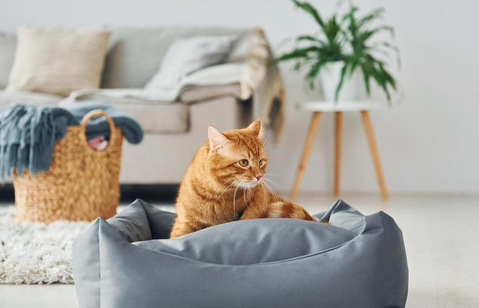 A natureza do vínculo entre gatos e humanos