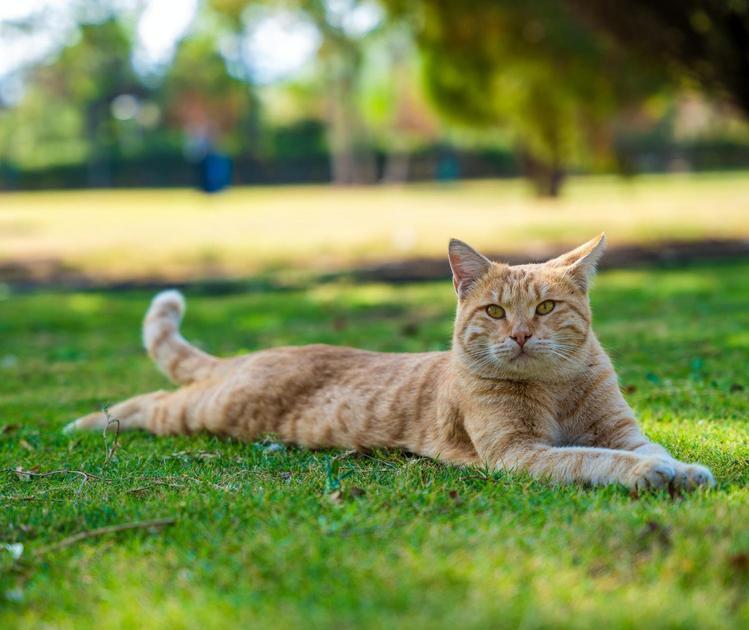 Controle Natural de Pragas: Gatos Guardiões da Casa Controle Natural de Pragas: Gatos Guardiões da Casa