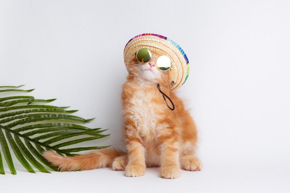 Decifrando a Linguagem Corporal do Gato Decifrando a Linguagem Corporal do Gato