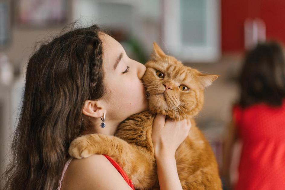 Decifrando os Sinais: Como Gatos Expressam Suas Emoções Decifrando os Sinais: Como Gatos Expressam Suas Emoções