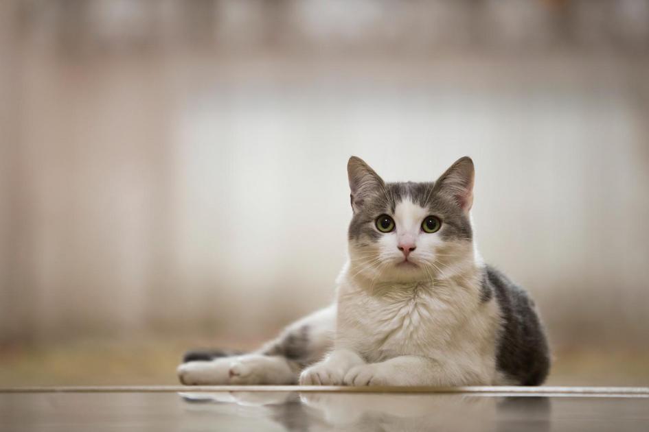 Do Ronronar ao Sibilar: O Que os Comportamentos dos Gatos Revelam Do Ronronar ao Sibilar: O Que os Comportamentos dos Gatos Revelam