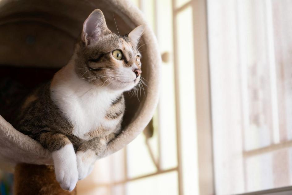 Entendendo o Papel do Gato como Animal de Estimação Entendendo o Papel do Gato como Animal de Estimação