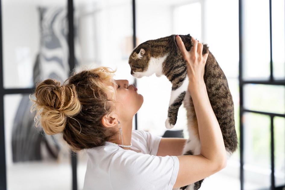 Entendendo os Humores Felinos: O Universo Emocional dos Gatos Entendendo os Humores Felinos: O Universo Emocional dos Gatos