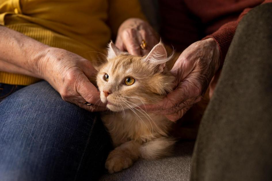 Gatos como Companheiros Domésticos: Benefícios para a Saúde e a Sociedade Gatos como Companheiros Domésticos: Benefícios para a Saúde e a Sociedade