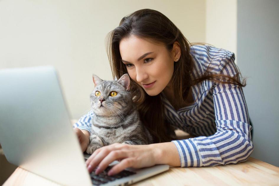 Gatos como Companheiros: Mais que Simples Pets Gatos como Companheiros: Mais que Simples Pets