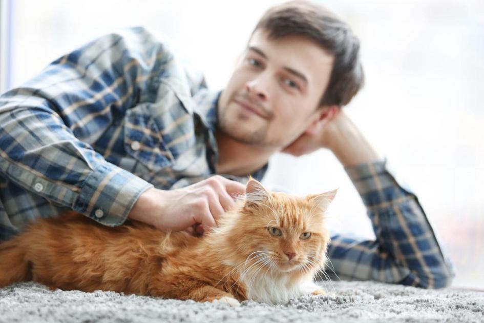Gatos e a Promoção da Responsabilidade em Famílias com Crianças