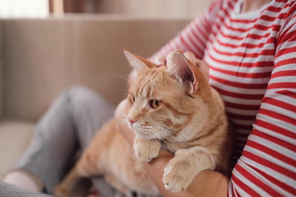 Gatos e Crianças: Desenvolvimento de Responsabilidade e Afeto