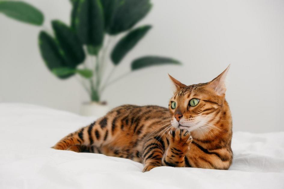O que o gato entende?