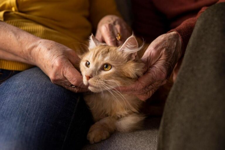O que um gato é capaz de fazer?