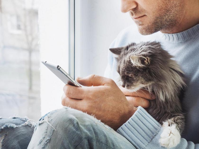 Os Miaus Explicados: O Que Seu Gato Está Tentando Dizer Os Miaus Explicados: O Que Seu Gato Está Tentando Dizer