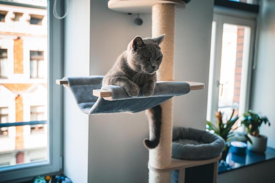 Qual é o poder do gato?