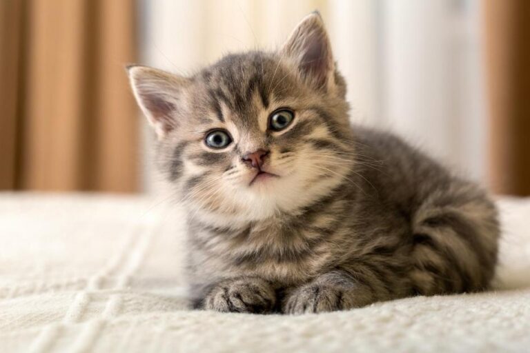 Qual o papel do gato na nossa vida?