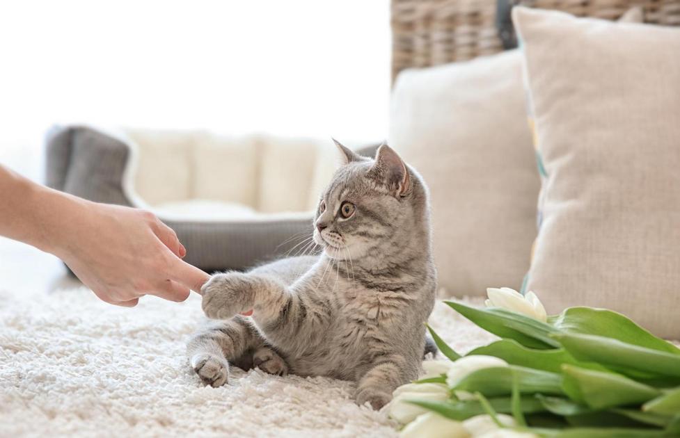 Reconhecendo os Sinais de Afeto e Conforto dos Gatos Reconhecendo os Sinais de Afeto e Conforto dos Gatos