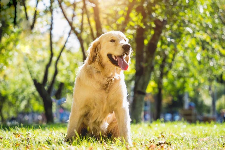 A partir de quantos meses posso dar banho no cachorro em casa?