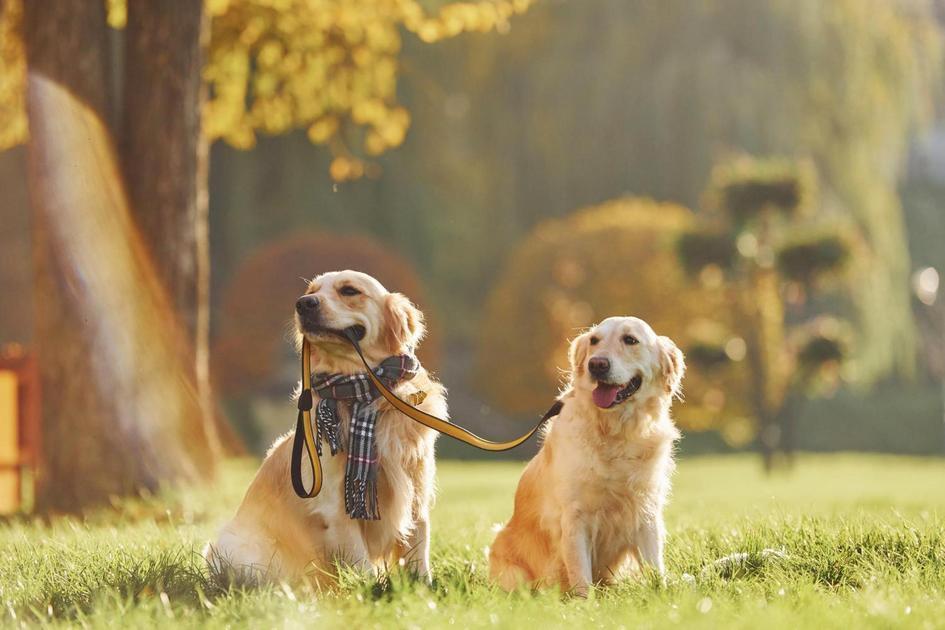 Descubra o Cachorro Mais Forte do Mundo: Características e Curiosidades