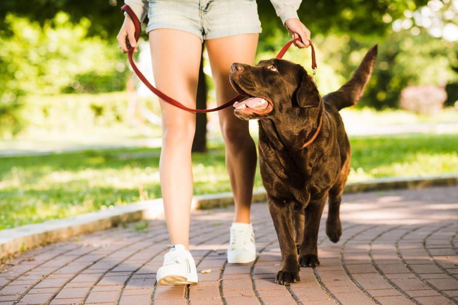 O Que Fazer se Seu Cachorro Comeu Chocolate: 8 Dicas Cruciais