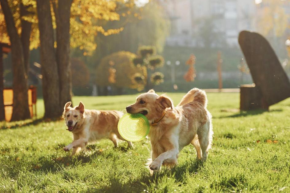 Quantidades Ideais de Batata para Cachorros Quantidades Ideais de Batata para Cachorros