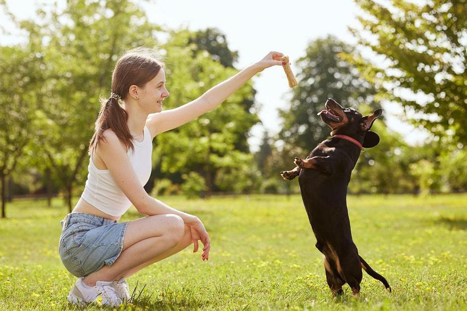 Treinamento e cuidados com cachorros fortes